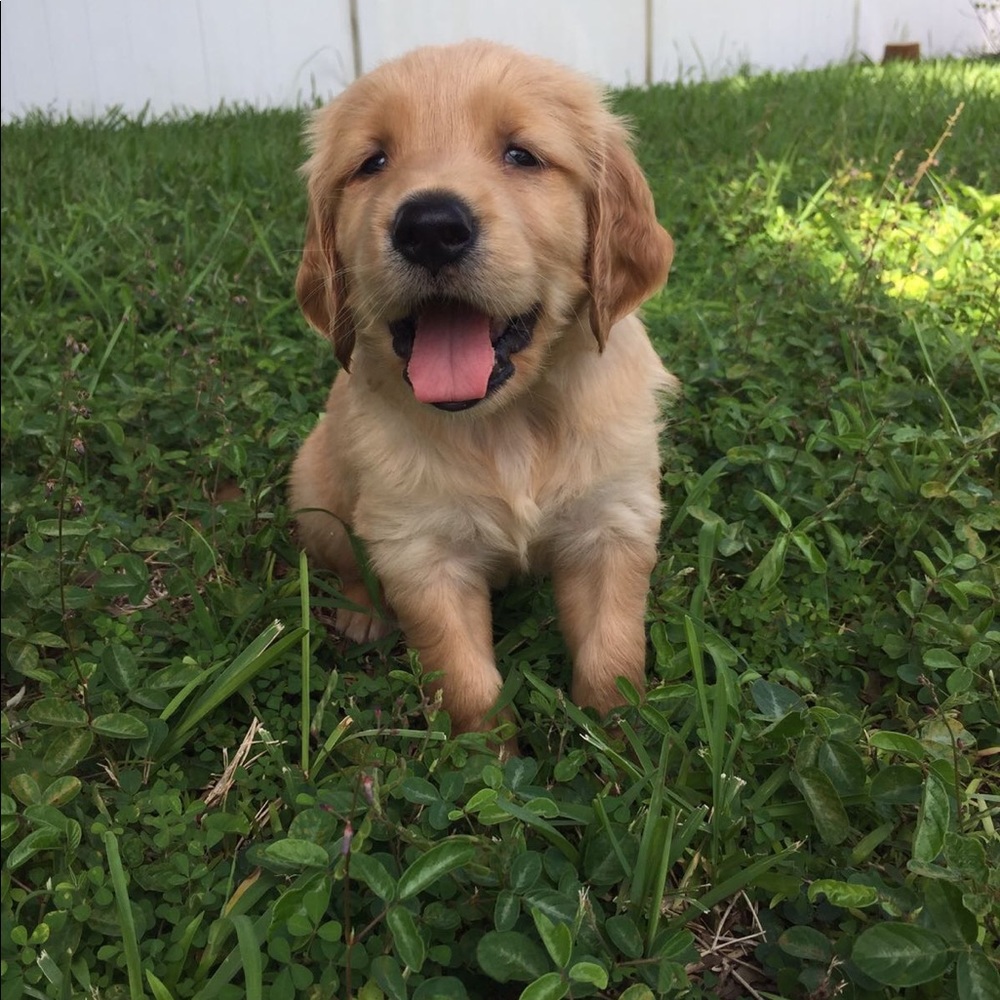 Meet your Posher, Catalina